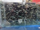 Mix guppy
