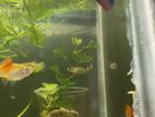 Mix guppy for sell