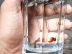 Mix Guppy High-quality