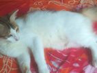 Mix Met Pershuan Cat For Sell Breed Korano