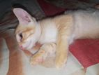 mix parsian cat for sell