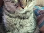 Mix Persian Cat