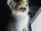 Mix Persian female high quality