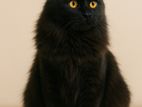 Mix Persian