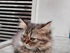 Mix Persian