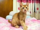 Mix Persian Turkish male kitten sell hobe