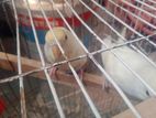 Mix Rainbow Budgie Pair for sale