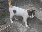 Mixbet cat