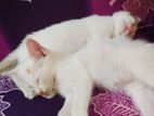 Mixbit & Persian
