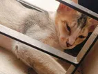 Cat For Adoption