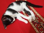 Mixed cat