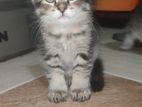 Mixd Parsian Baby cat