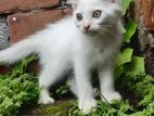 Mixde Cat For Male