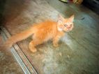 Mixed Bread Cat Baby