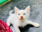 Mixed breed blue eye male kitten