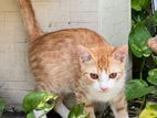 Mixed breed Cat