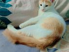Mixed Breed Cat