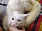 Mixed Breed Cat