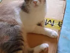 Mixed Breed Cat