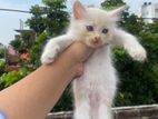 Mixed Breed Cat