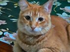 Mixed Breed Cat (Long Fur)