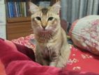 Mixed breed cat sell