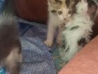 Mixed Breed Cat's aduption