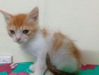 Mixed Breed Female Baby Cat