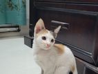 Mixed breed female Calico