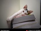 Mixed Breed Female Cat.