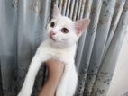 Mixed Breed Female Cat