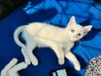 Mixed Breed Female Kitten