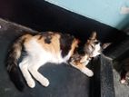 Mixed Breed Cat Sell