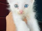 MIXED BREED FOR SALE