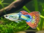 Mixed Breed Guppy Fish (Male)