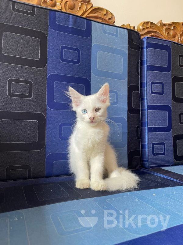 Mixed Breed High Quality Odd Eyes for Sale in Mirpur Bikroy