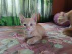 Mixed breed Kitten for sell