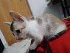 Mixed Breed Kitten