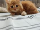 mixed breed kitten sell cat