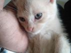 Mixed Breed Kitten (turkish + Russian)