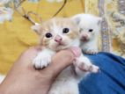 Mixed Breed Kitten White Color