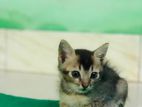 Mixed Breed Kittens