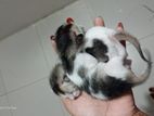 Mixed breed male and female