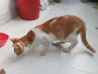 mixed breed male cat