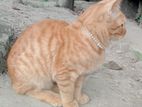 Mixed Breed Male Cat Sell