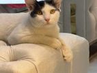 mixed breed male