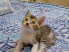 Mixed breed male kitten