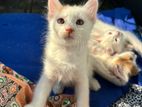 Mixed breed male kitten