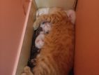 Mixed Breed Mid Quality Large Cats (2 left)