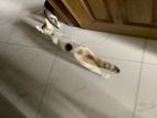 Mixed breed mother cat and kitten for adoption